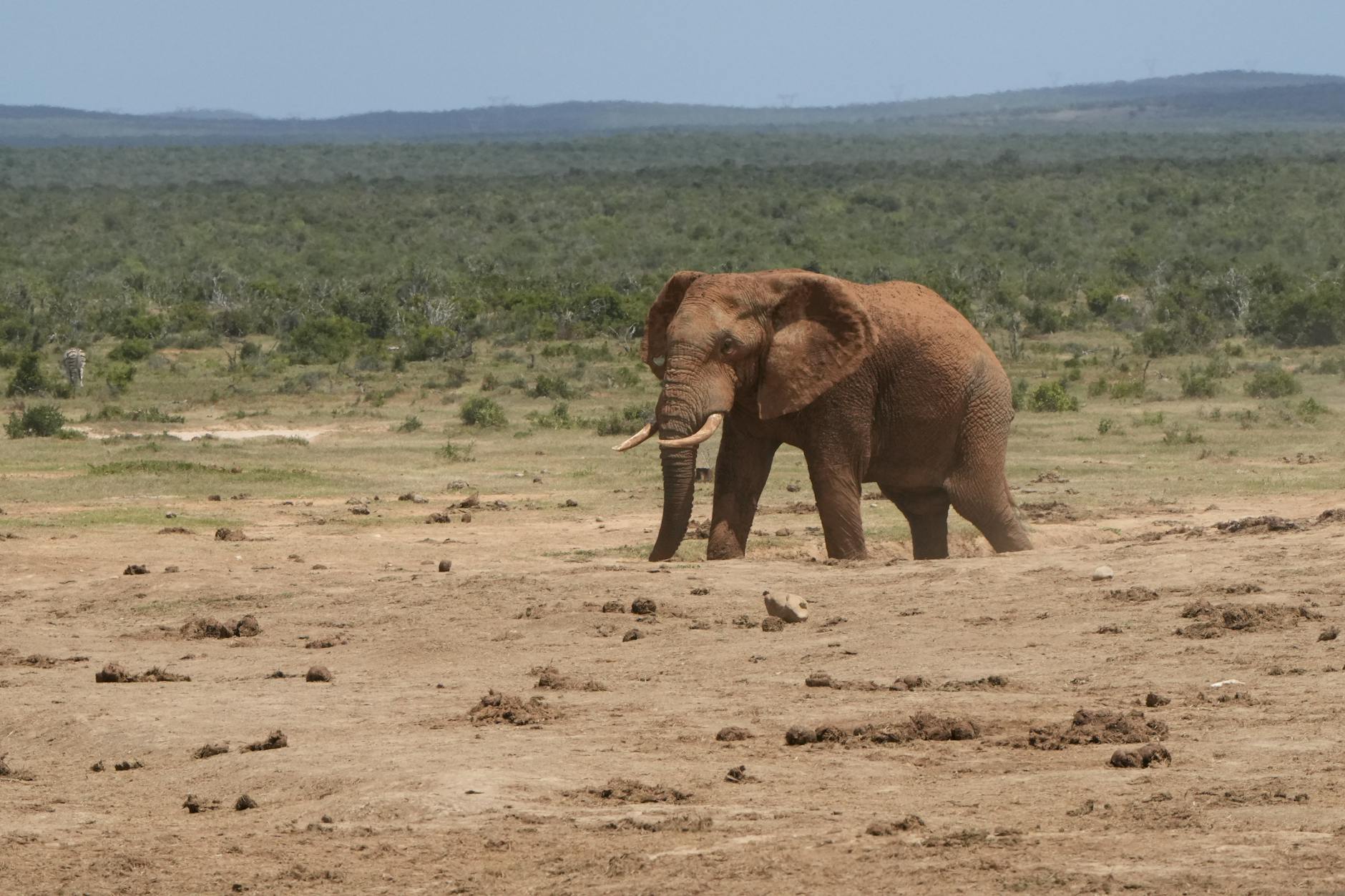 Majestic African elephant strolling through South African savanna under a clear sky. – foto door Cornelis Johannes (Kees) van Leeuwen via Pexels